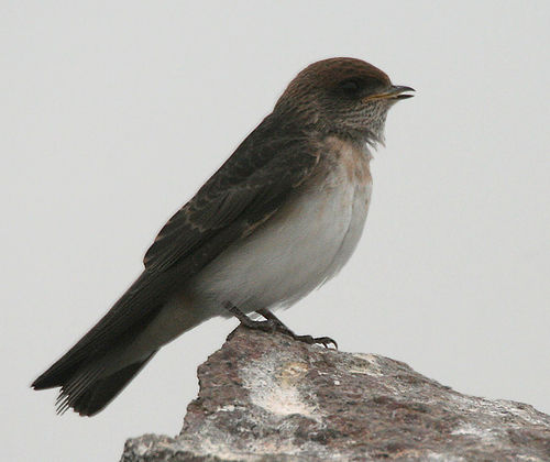 Streak-throated swallow